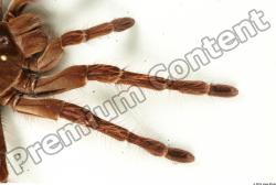 Leg Spider